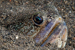 Snakefish (Trachinocephalus myops) waiting for food. by Michael Henke 